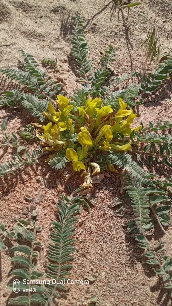 Astragalus Issykkulensis