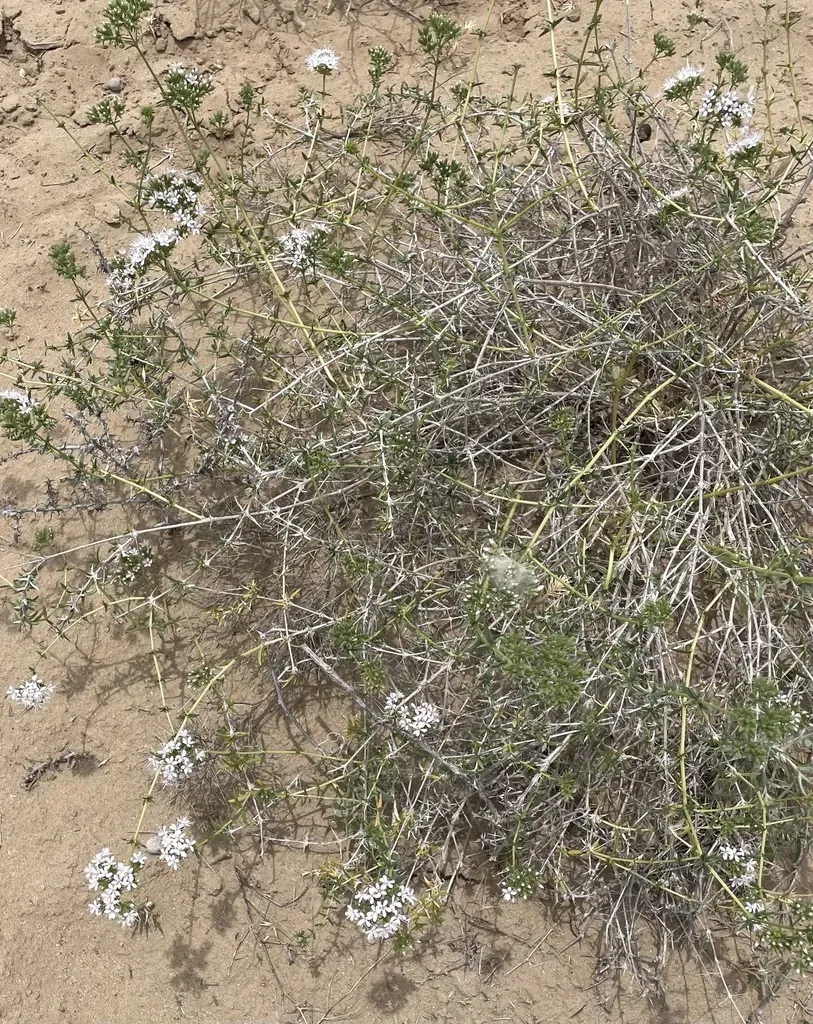 Acanthophyllum Elatius