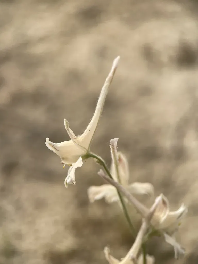 Delphinium Leptocarpum