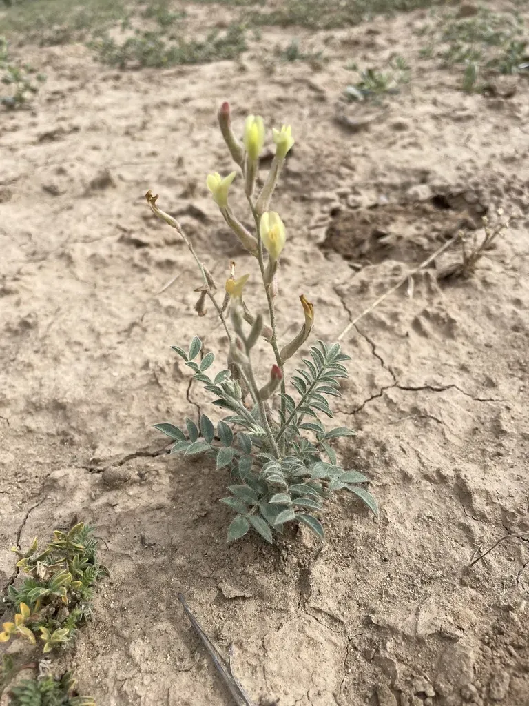Astragalus Jolderensis
