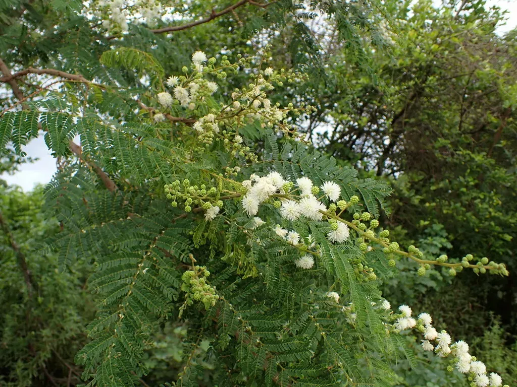 Mimosa Latispinosa