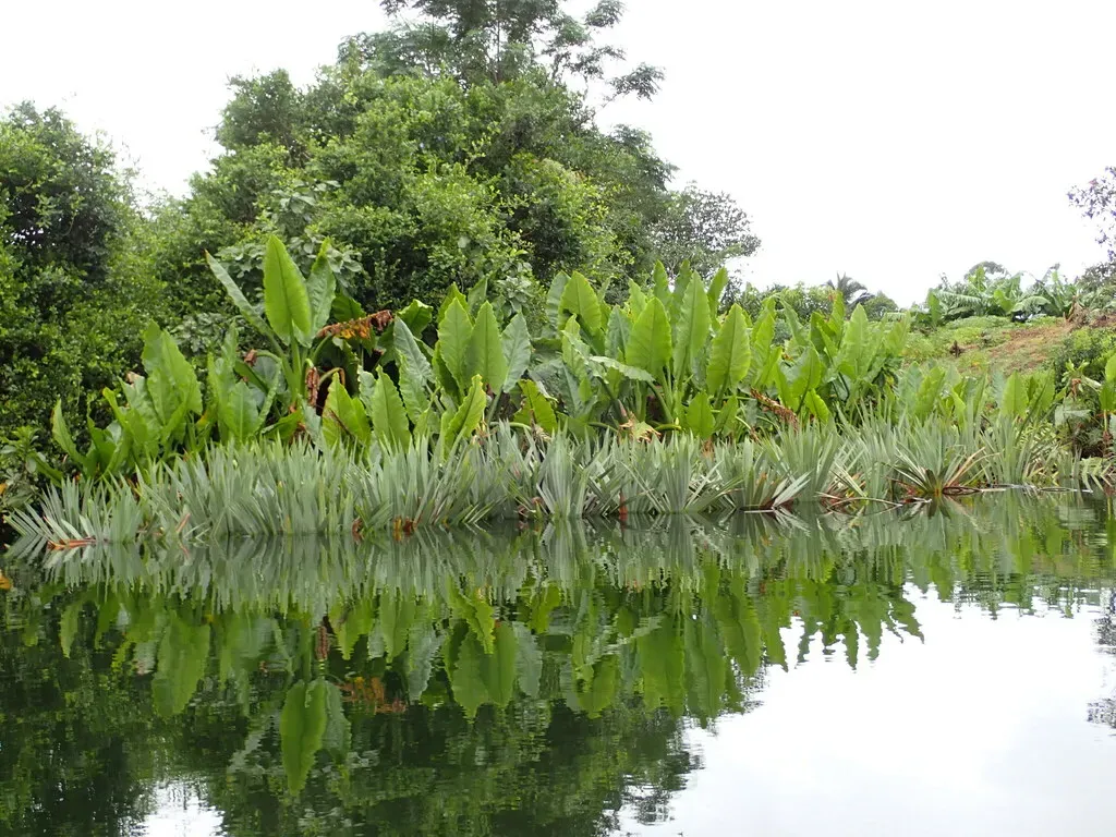 Pandanus Peyrierasii