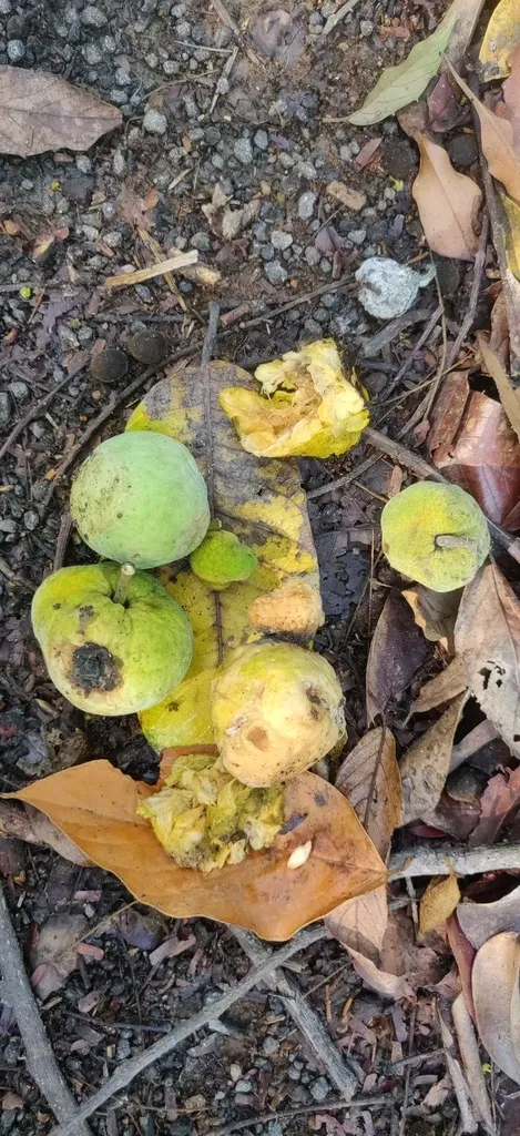 Artocarpus Gomezianus