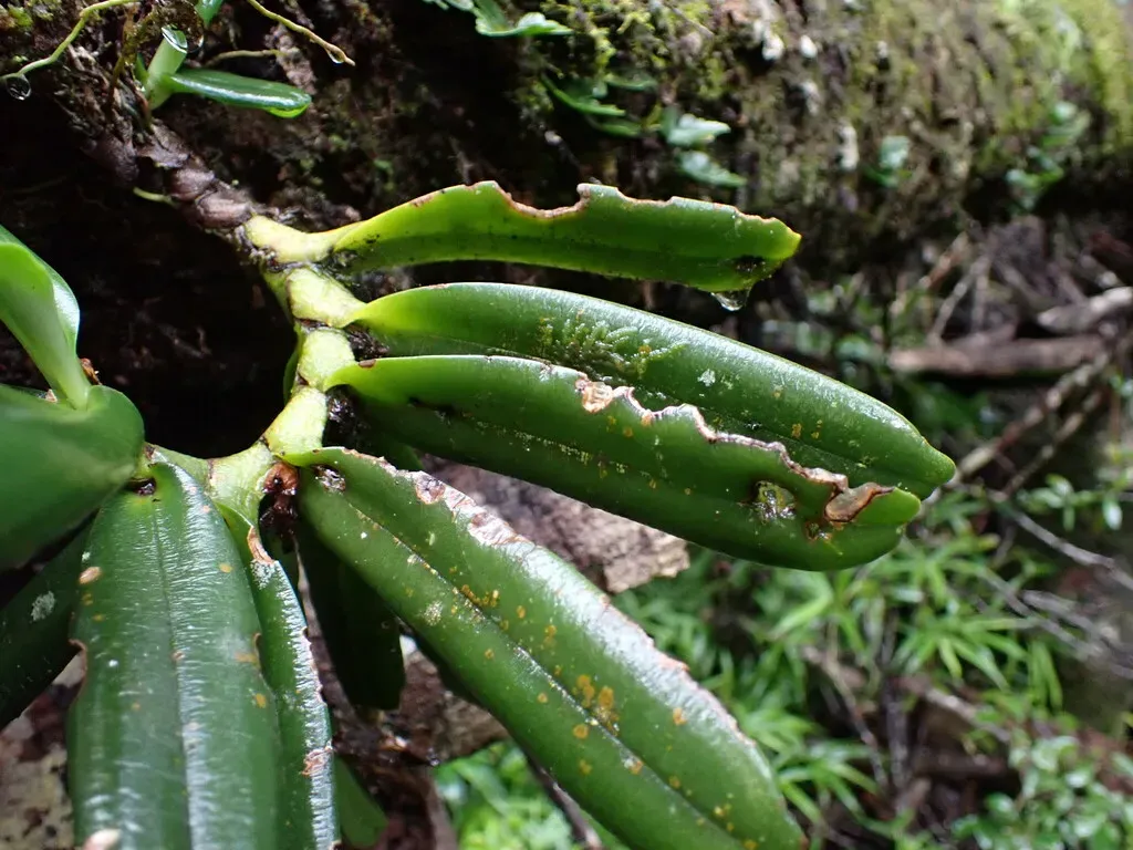 Angraecum Equitans