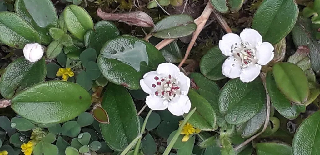 Bearberry Cotoneaster