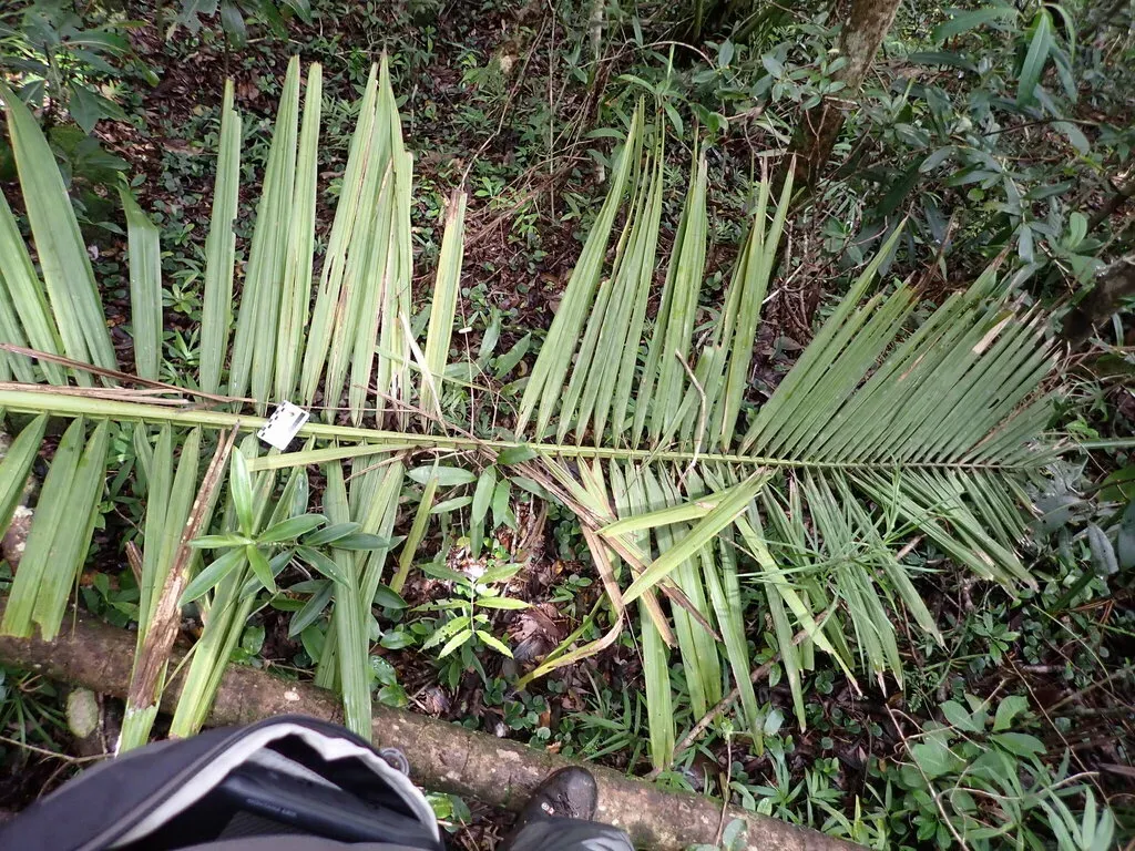 Ravenea Dransfieldii