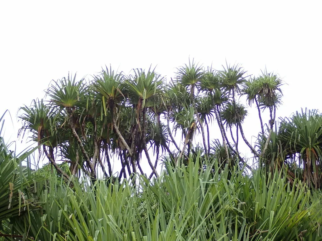 Pandanus Concretus