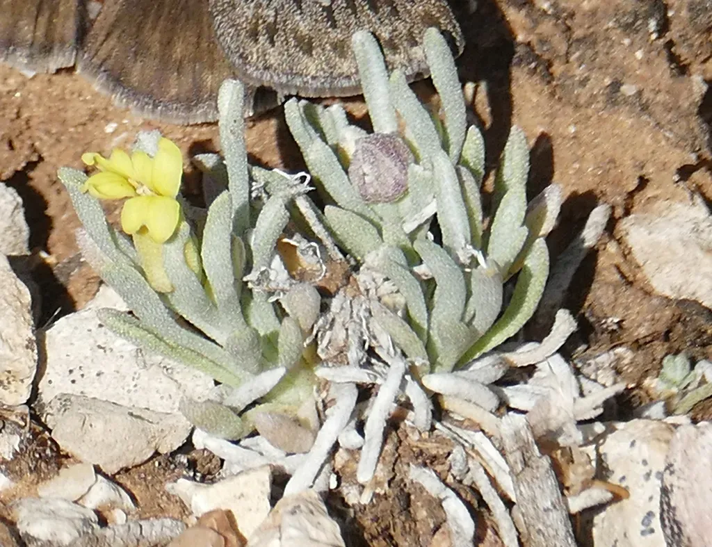Arizona Bladderpod