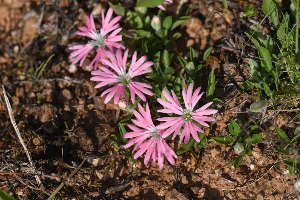 Bolander's Catchfly