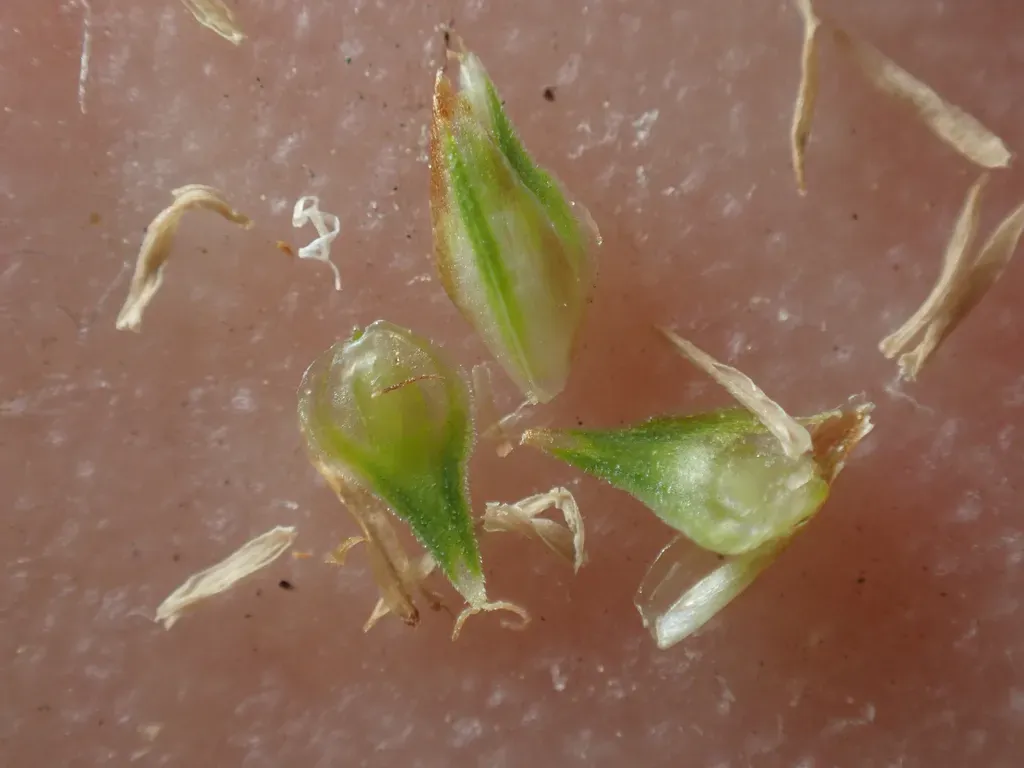 Green-sheathed Sedge