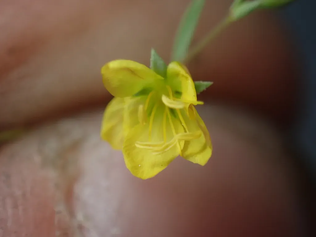 Two-carpellate Western Flax