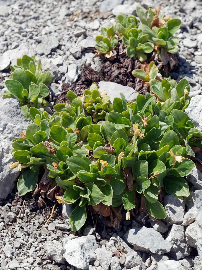 Primula Kitaibeliana