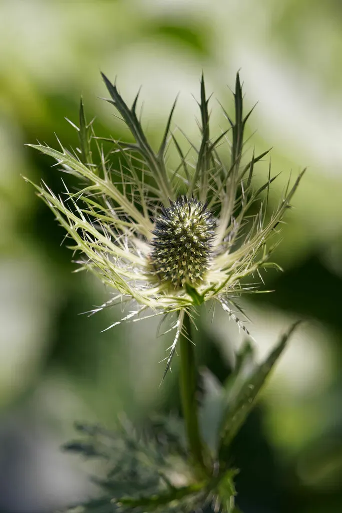 Alpine Sea Holly