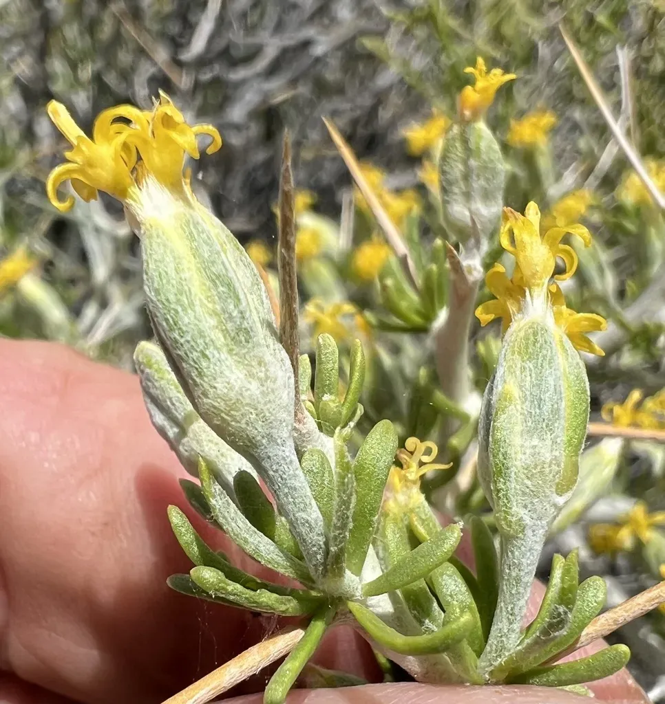 Longspine Horsebrush