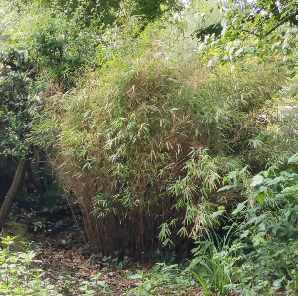 Japanese Arrow Bamboo