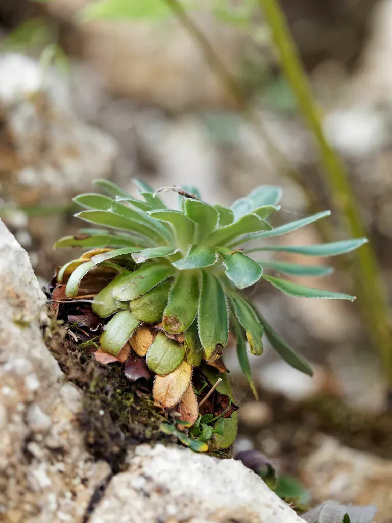 Saffron-flowered Saxifrage