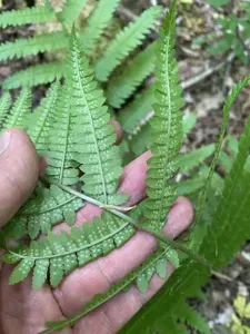 Male Fern