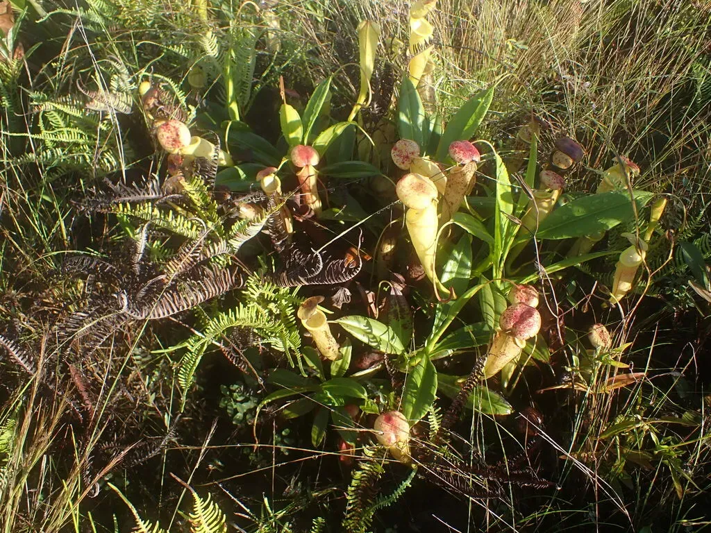 Nepenthes Madagascariensis