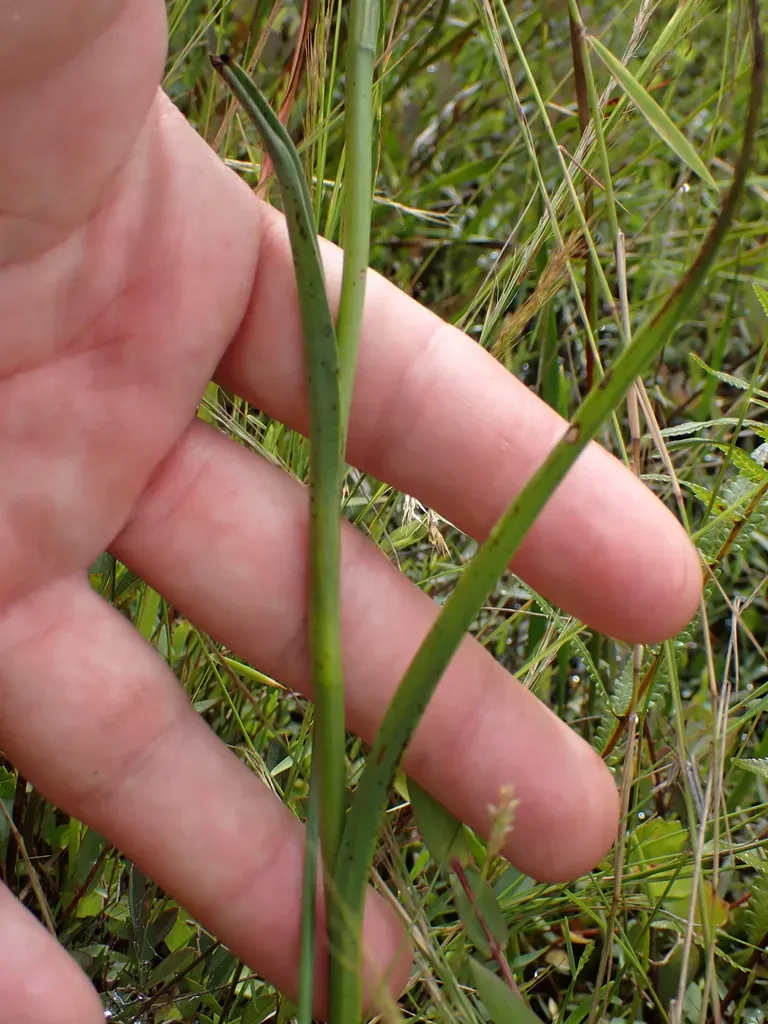 Benthamia Madagascariensis