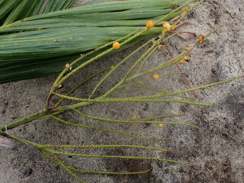 Dypsis Commersoniana