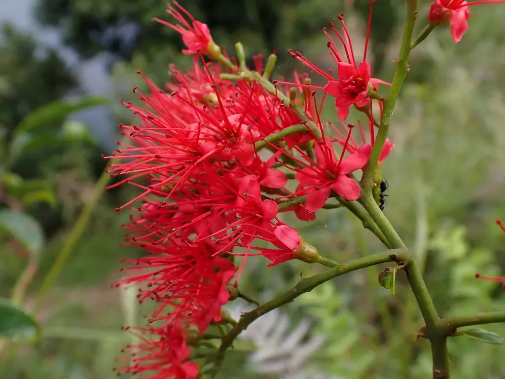 Combretum Coccineum