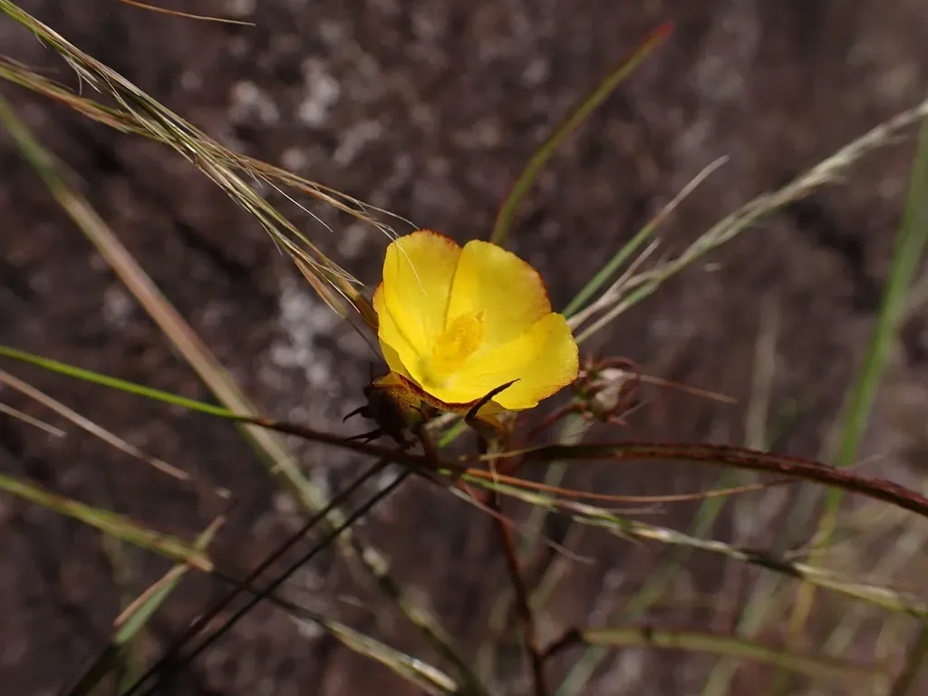Cheirolaena Linearis