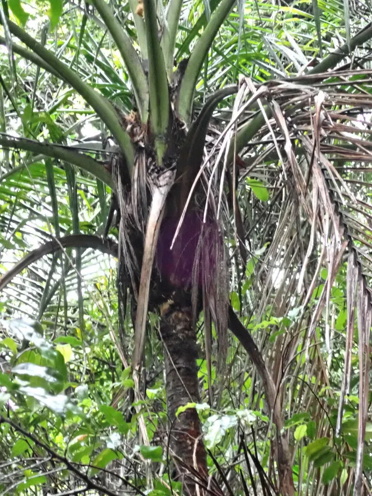 Ravenea Julietiae