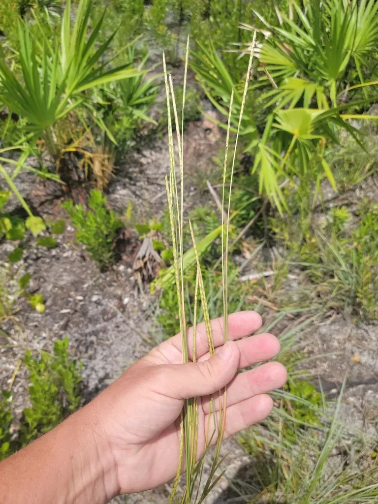 Pan American Balsomscale