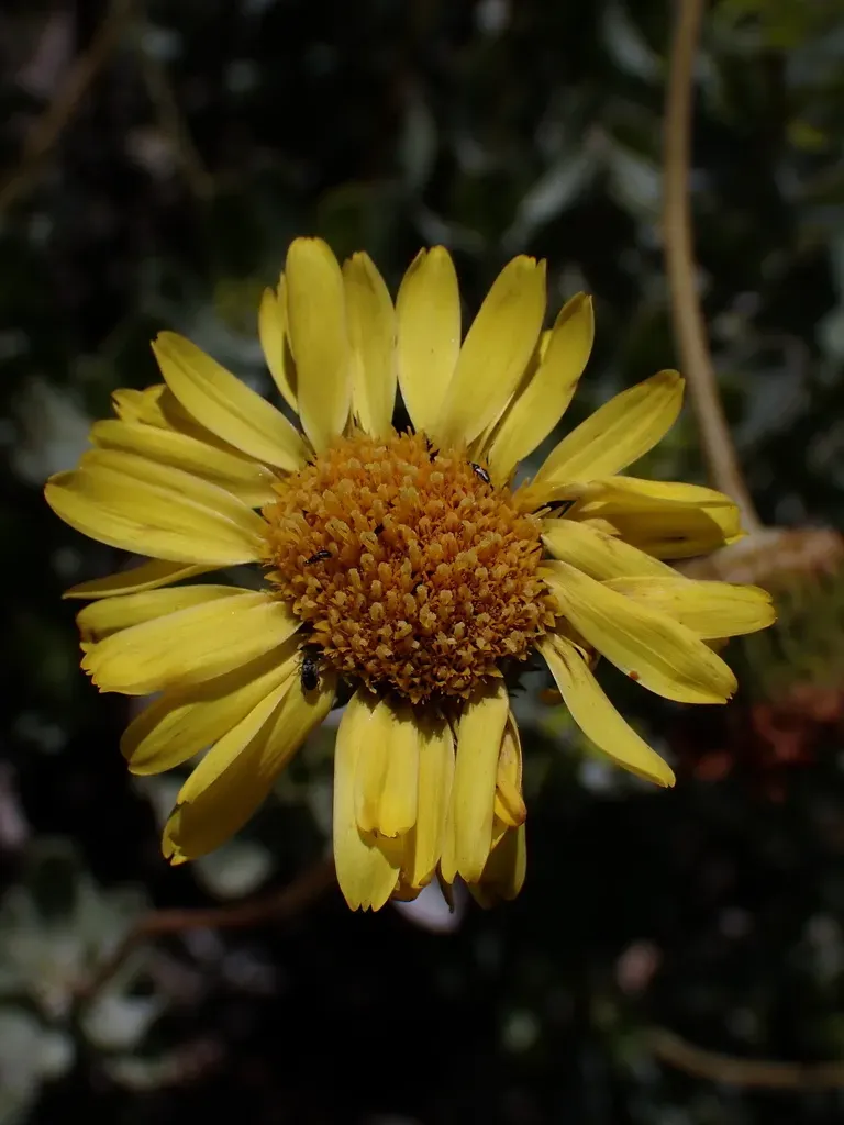 Haplopappus Velutinus
