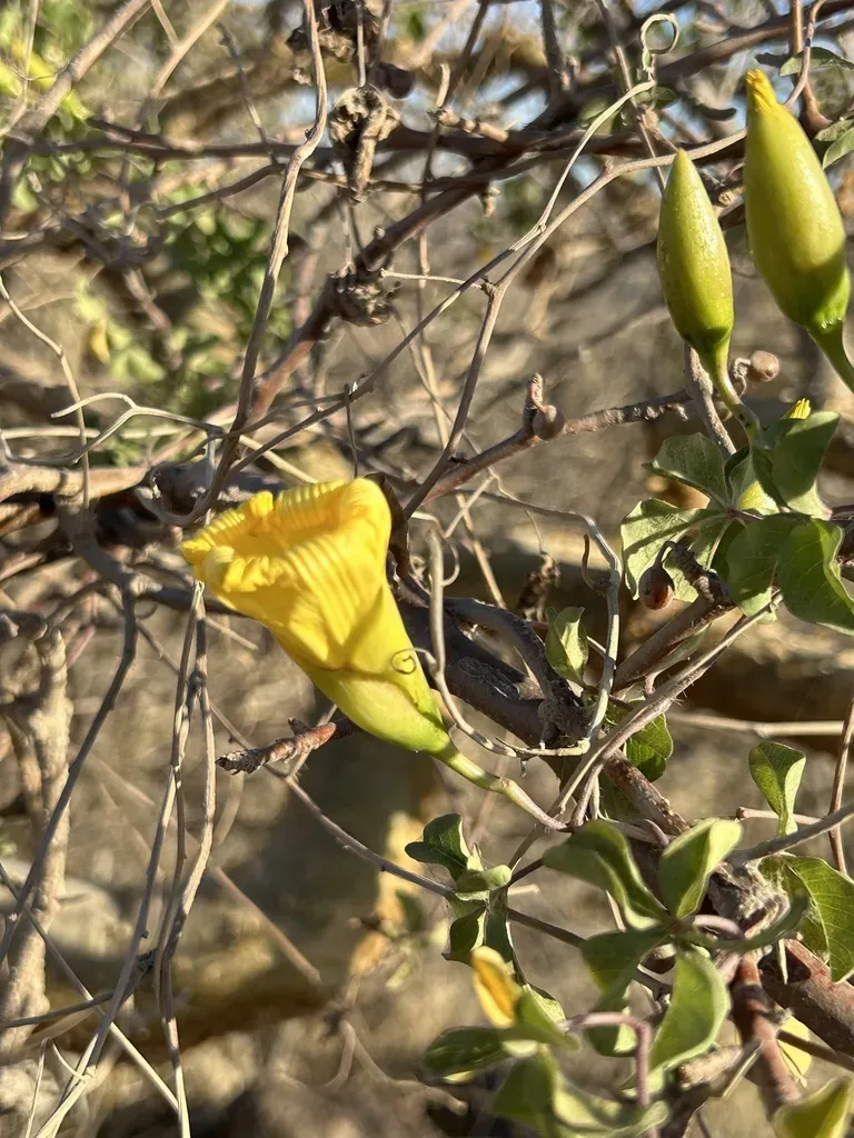 Yellow Morning Glory