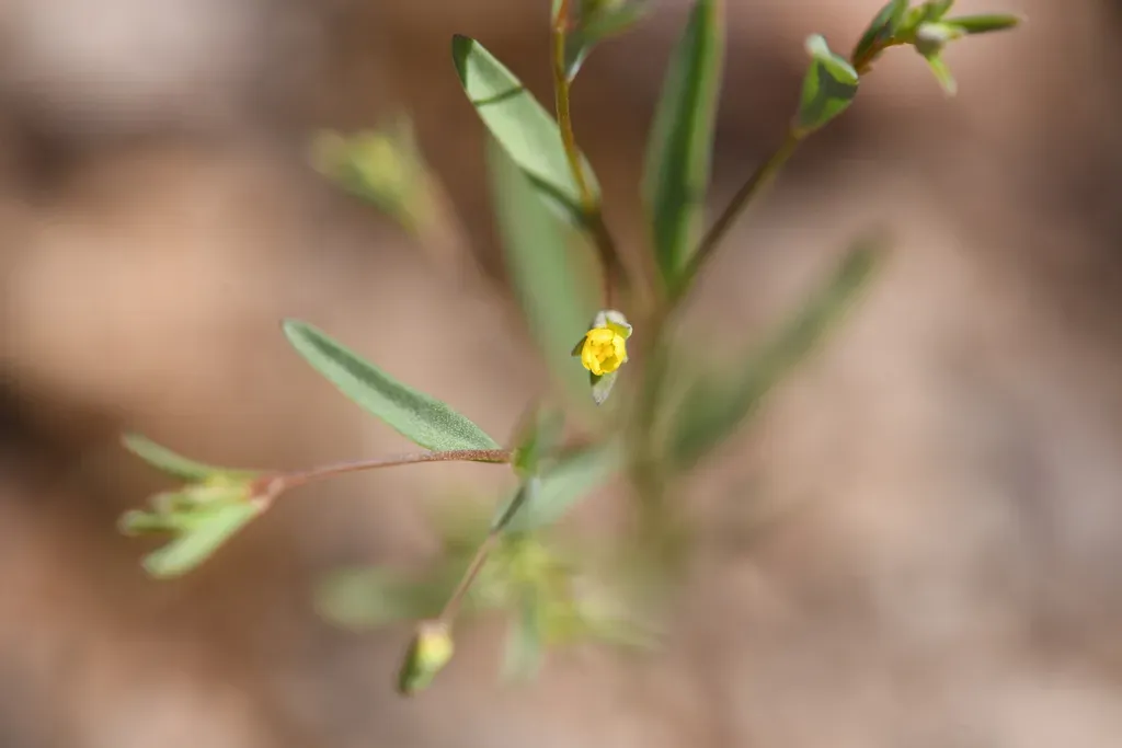 Allen Springs Dwarf-flax