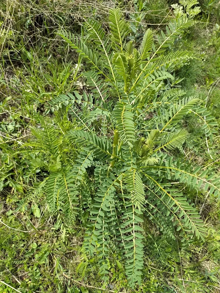 Astragalus Galegiformis