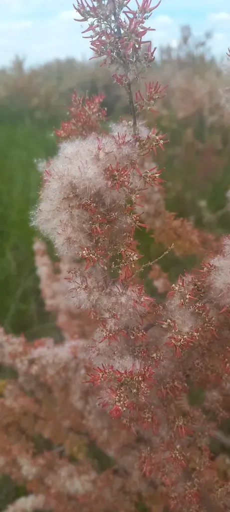 Smallflower Tamarisk