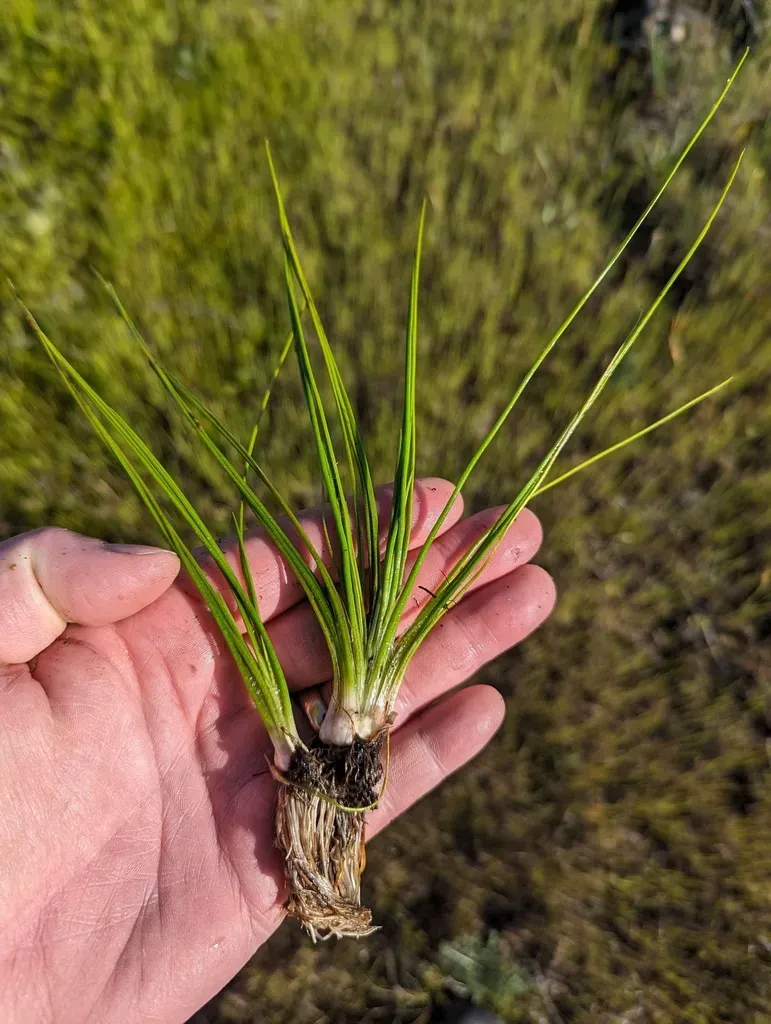 Howell's Quillwort