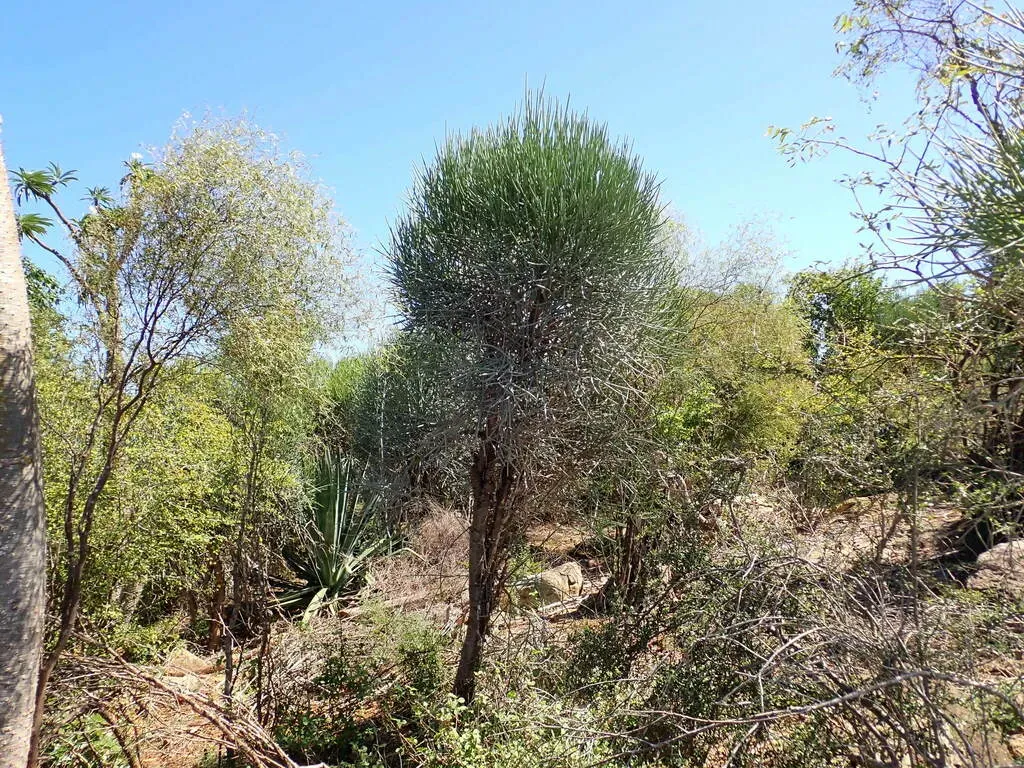 Euphorbia Plagiantha