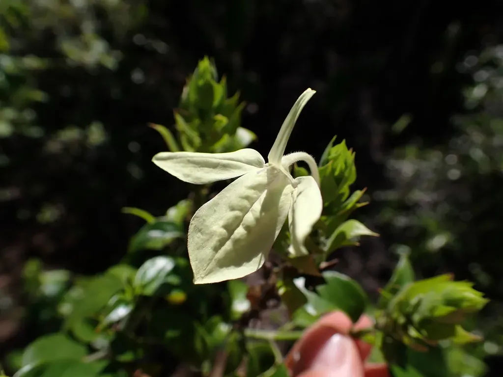 Ecbolium Madagascariense