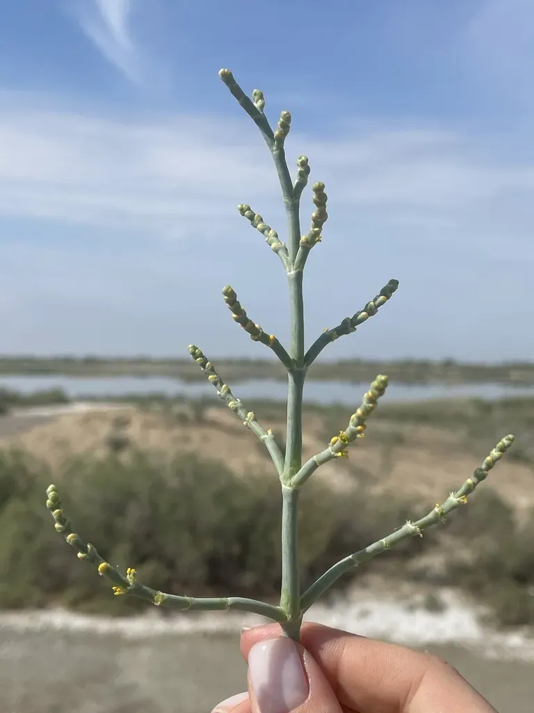 Anabasis Turkestanica