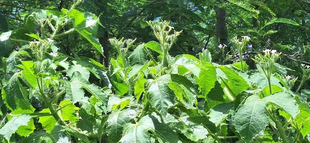 Tropical Bull Nettle