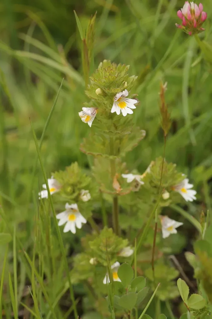 Hairy Eyebright