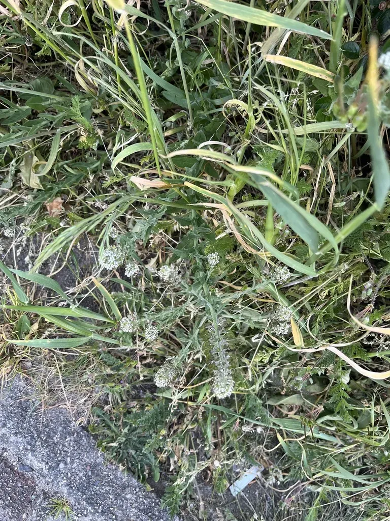 Variable-leaved Pepperweed