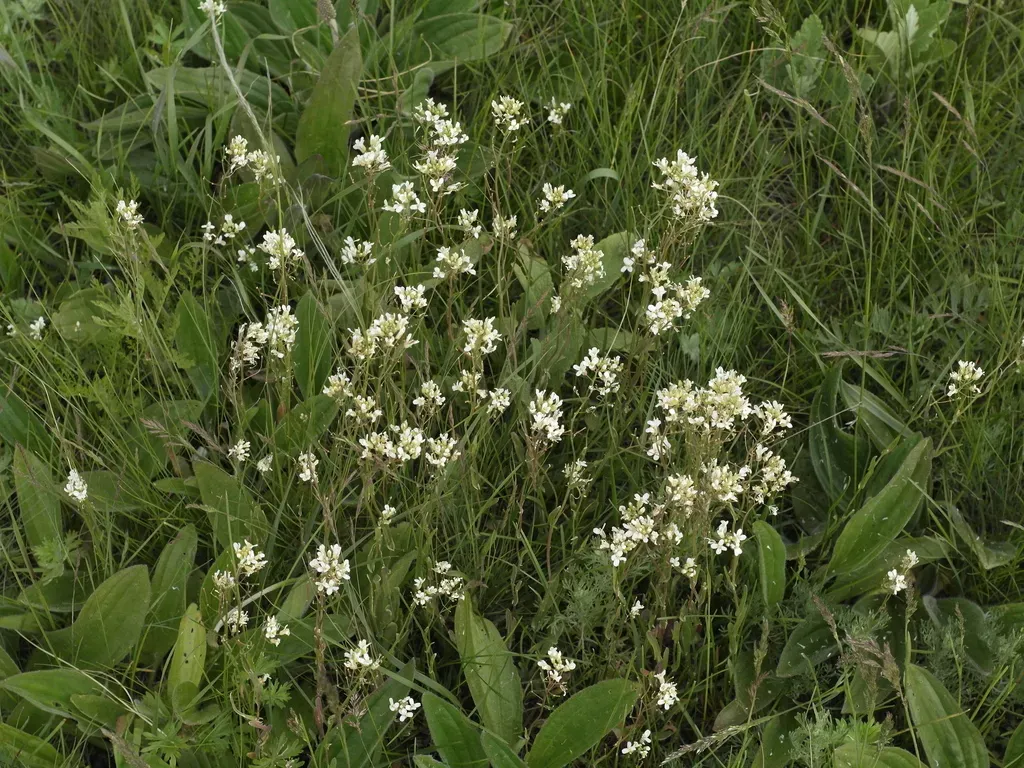 Pseudoarabidopsis Toxophylla