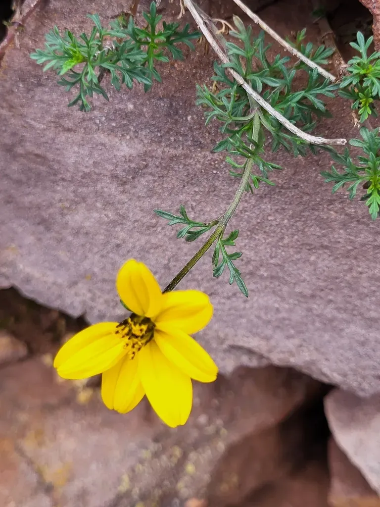 Coreopsis Fasciculata