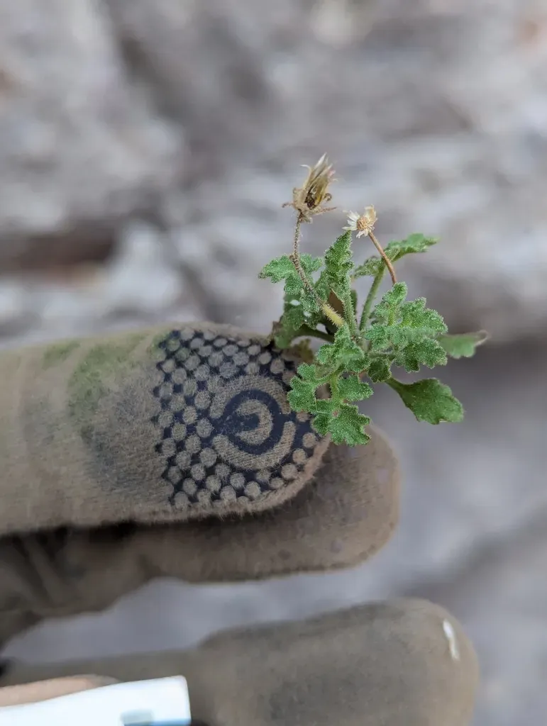 Pleurocoronis Gentryi