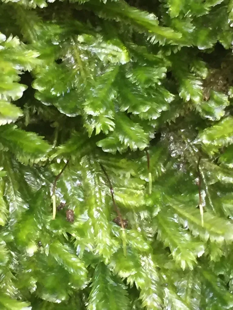 Pseudotaxiphyllum Falcifolium