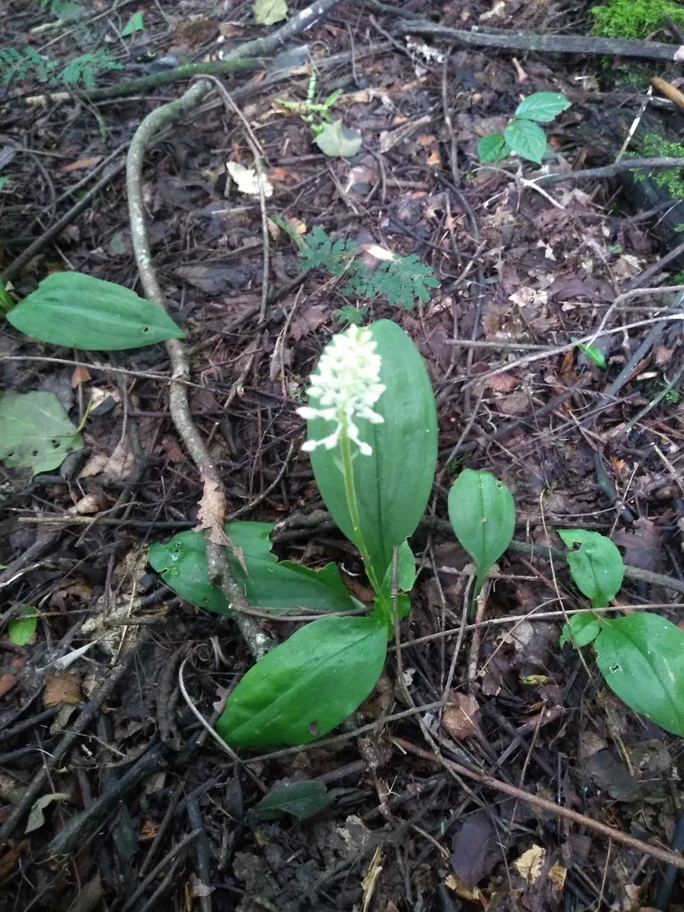 Cranichis Castellanosii