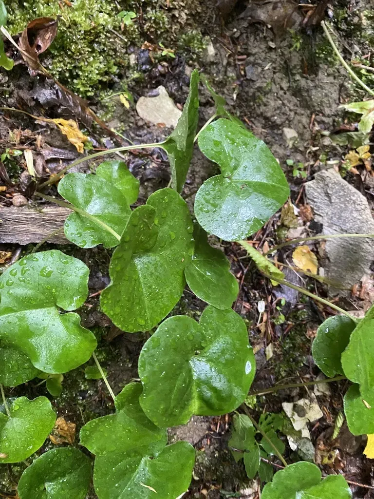 Caucasian Asarum