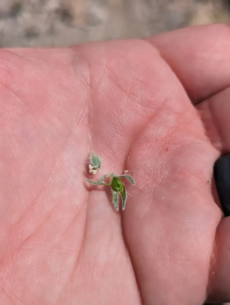Virgin River Cryptantha