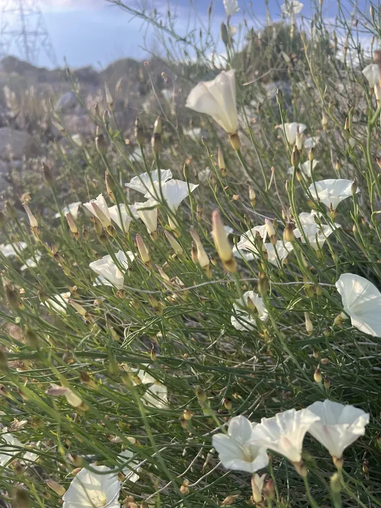 Paiute False Bindweed