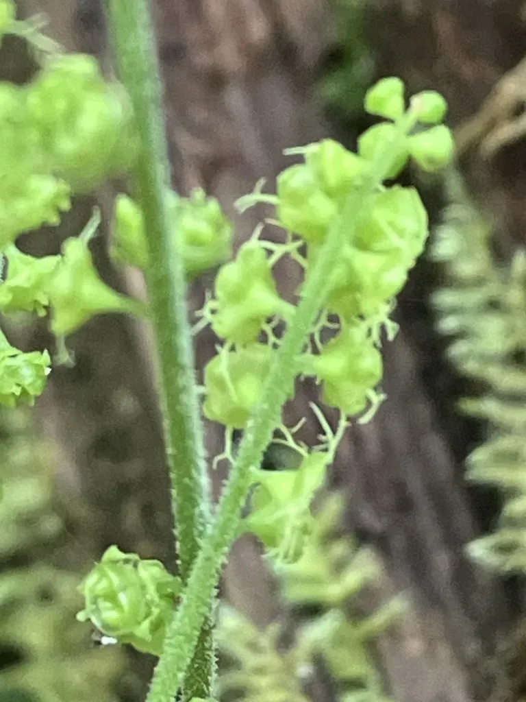Coastal Bishop's Cap