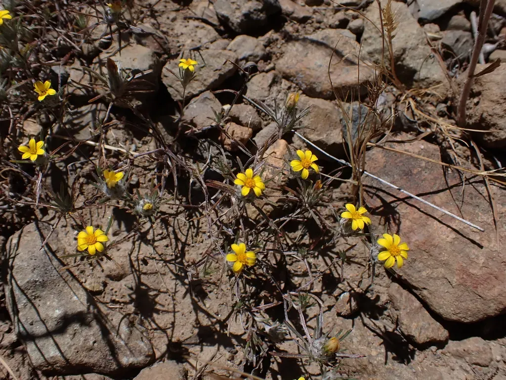 Chaetanthera Moenchioides